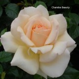 Чандос бьюти_0x160 Любимый сад